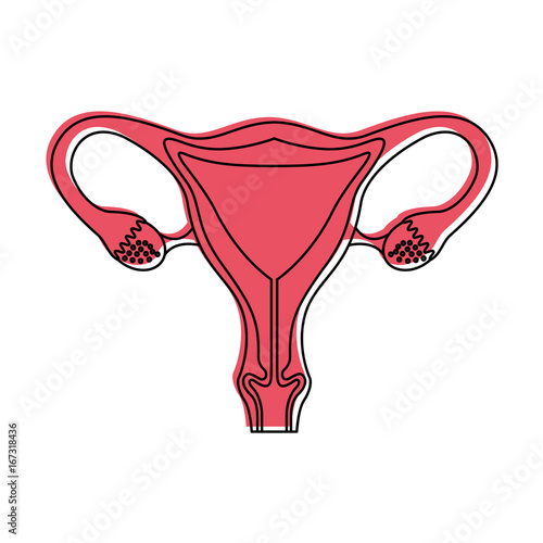Female reproductive organ icon vector illustration design