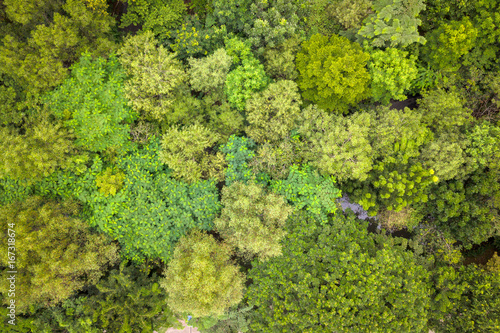 Trees from top view.