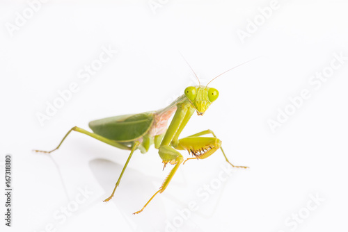 Mantis on the white background