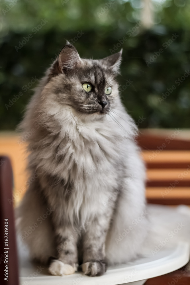 A fluffy grey cat portrait !
