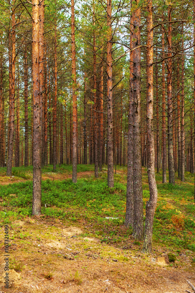 pine forest in early autumn pine forest in early autumn