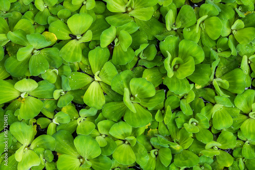 Natural green leaf for background and textured, Top view of Water lettuce aquatic plant © peangdao