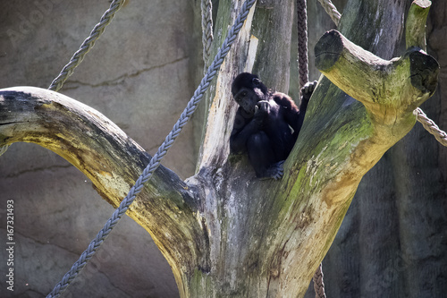 Gorilla Baby photo