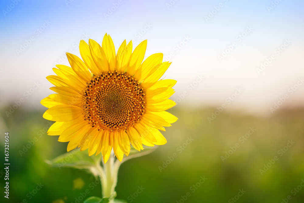 Flowering sunflower. Sunflower in the field. Flowering sunflower. Sunflower in the field.