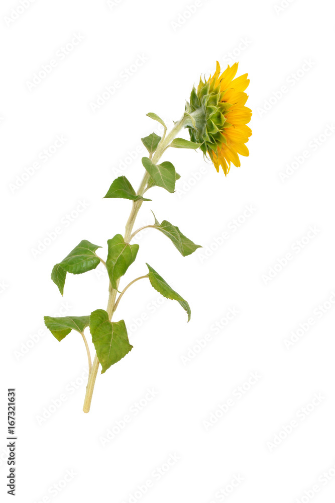 Beautiful sunflower on white background. Beautiful sunflower on white background.