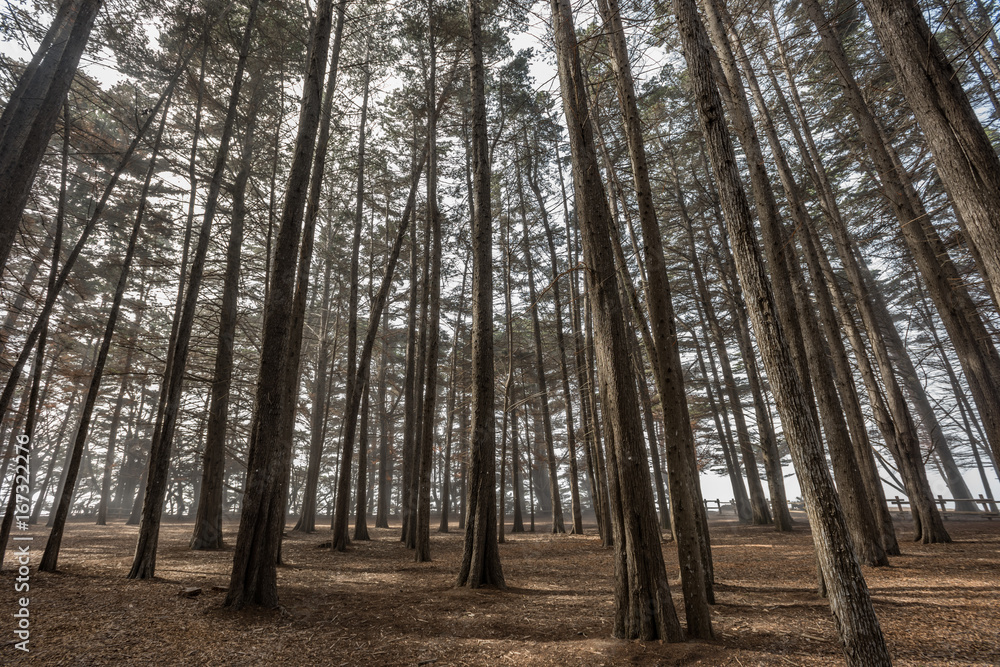 Obraz premium Cypress Trees