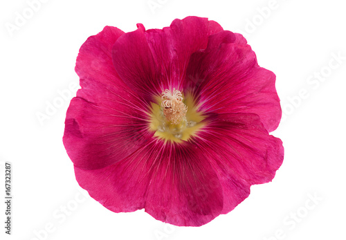 Photos Purple hollyhock flower closeup