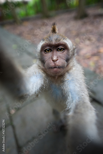 Little monkey-selfie by JJLuoma on DeviantArt