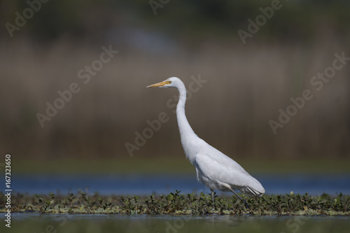 Great Egret