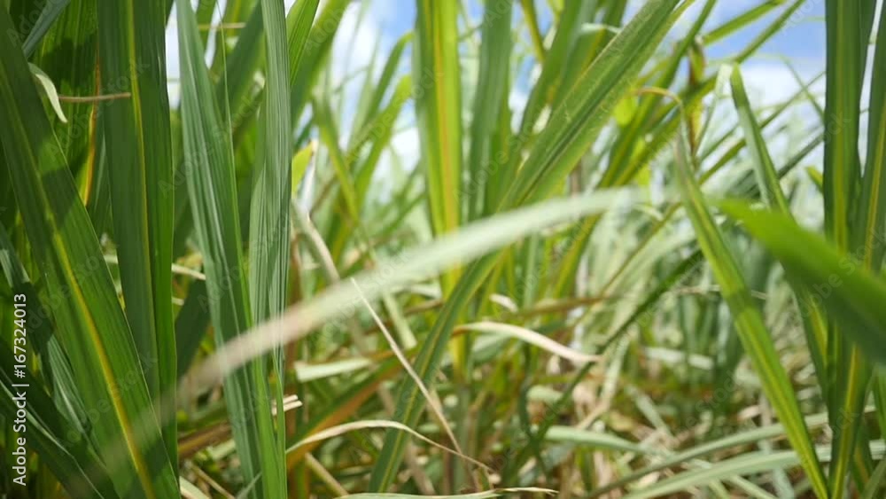 Close up, large blades of grass blow in wind in slow motion Close up, large blades of grass blow in wind in slow motion