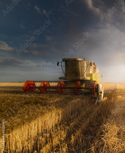 Harvesting of wheat fields in summer