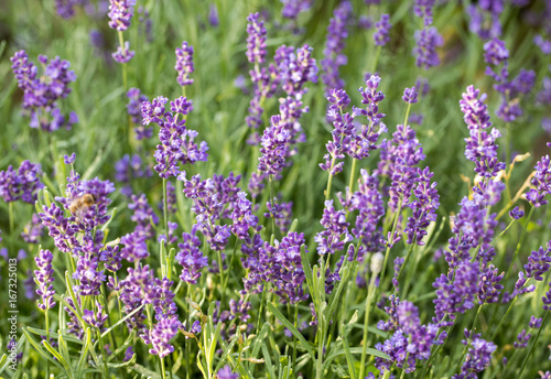 Lavender field in Provence  near Sault  France