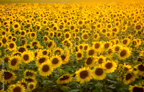 Sunflowers field near Arles  in Provence  France