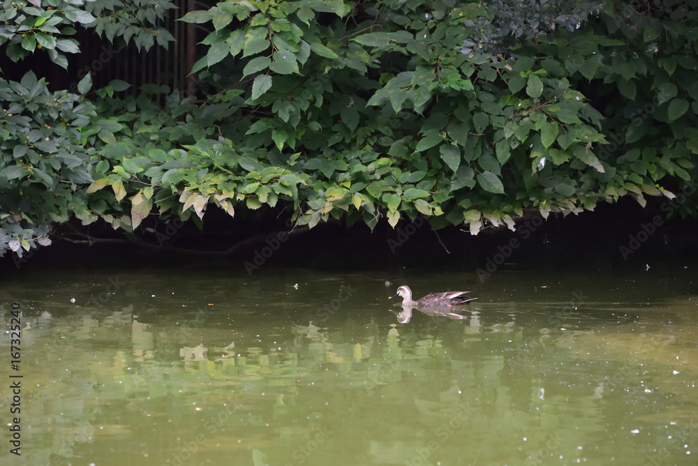 duck duck