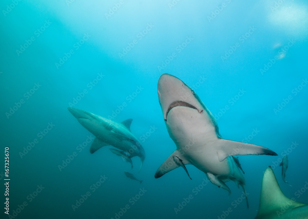 Fototapeta premium Oceanic black tip sharks at Aliwal Shoal, South Africa.