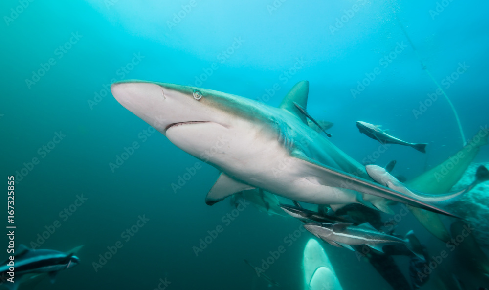 Fototapeta premium Oceanic black tip sharks at Aliwal Shoal, South Africa.