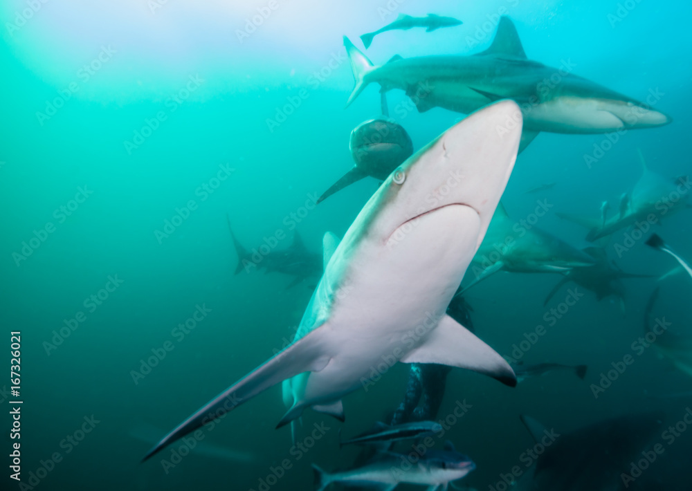 Oceanic black tip sharks at Aliwal Shoal, South Africa.