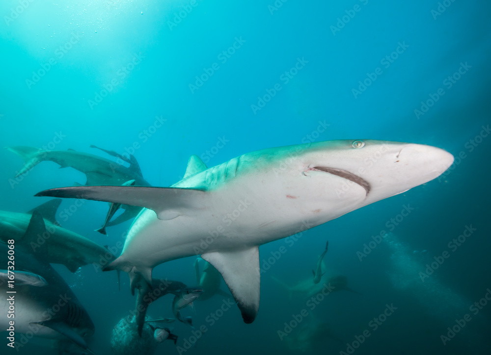 Obraz premium Oceanic black tip sharks at Aliwal Shoal, South Africa.