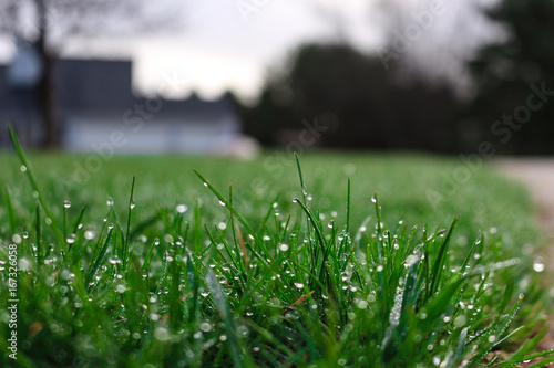 Close up of Grass with House in Background