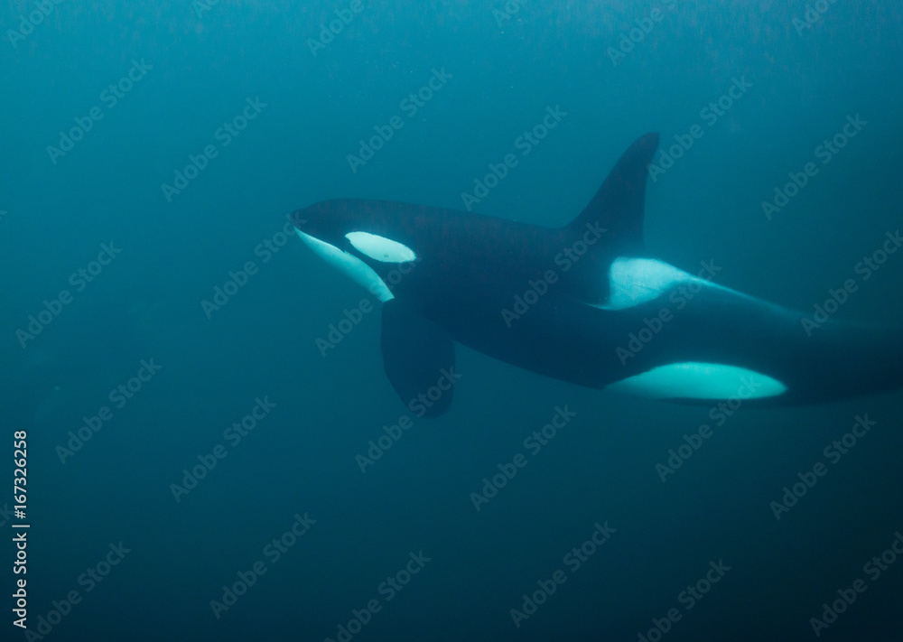 Fototapeta premium Underwater view of killer whales, Norway.