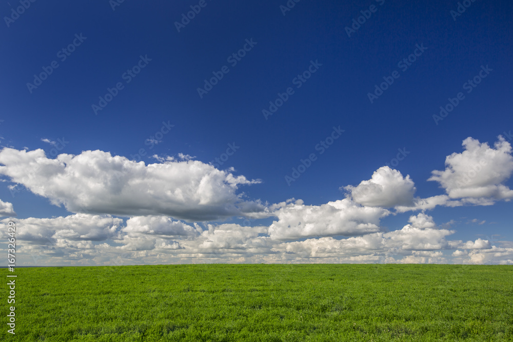 Green grass field and blue sky with clouds. Ideal background in the concept of ECOLOGY and NATURE Green grass field and blue sky with clouds. Ideal background in the concept of ECOLOGY and NATURE