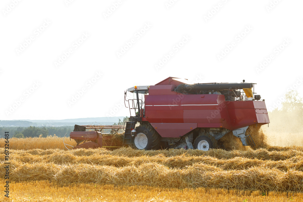 Fototapeta premium The harvester is bulk harvested grain