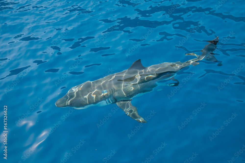 Fototapeta premium Great white shark underwater view, Guadalupe Island, Mexico.