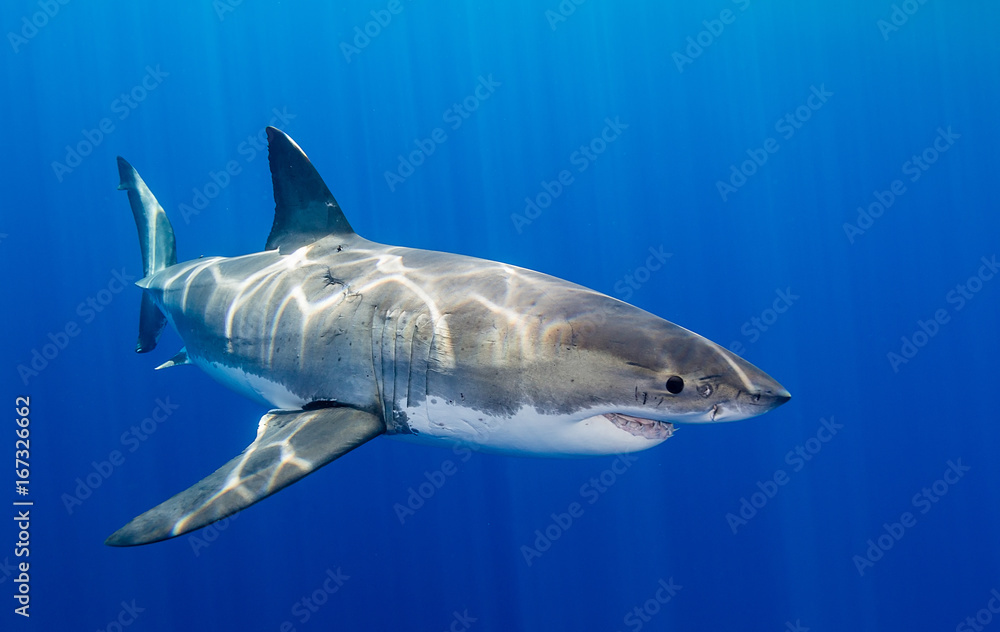 Fototapeta premium Great white shark underwater view, Guadalupe Island, Mexico.