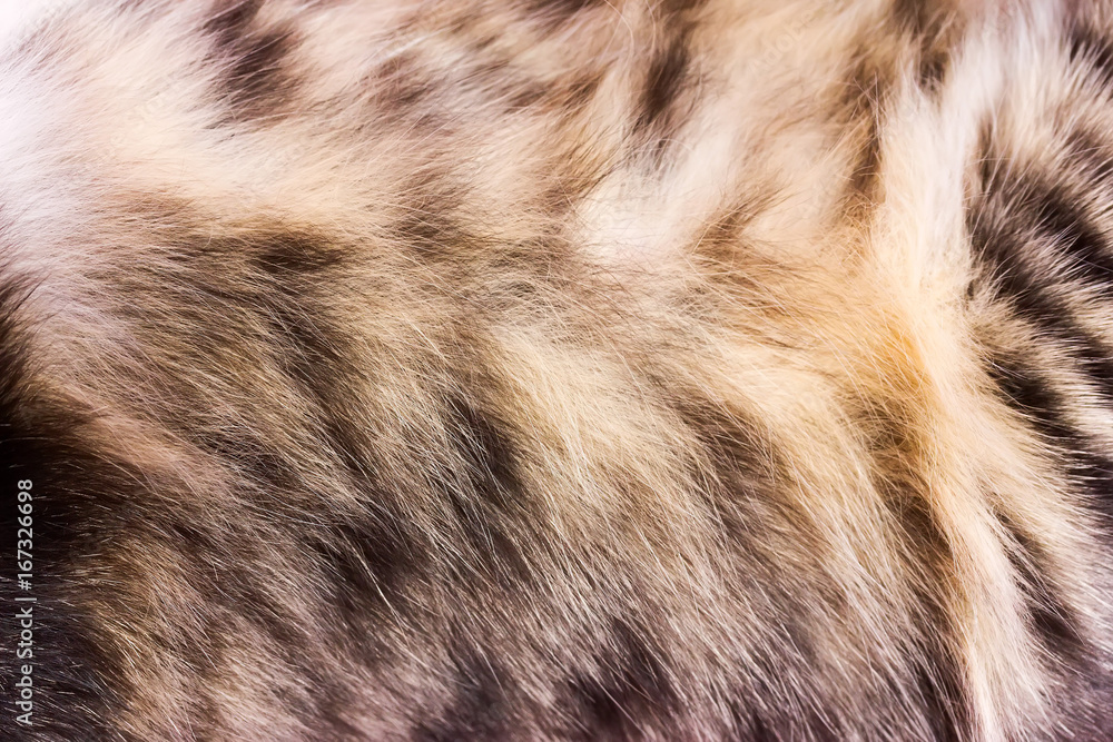 Background texture striped cat fur, wool close up Background texture striped cat fur, wool close up