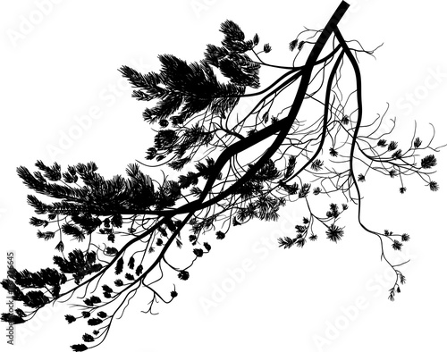 large branch of black pine tree on white
