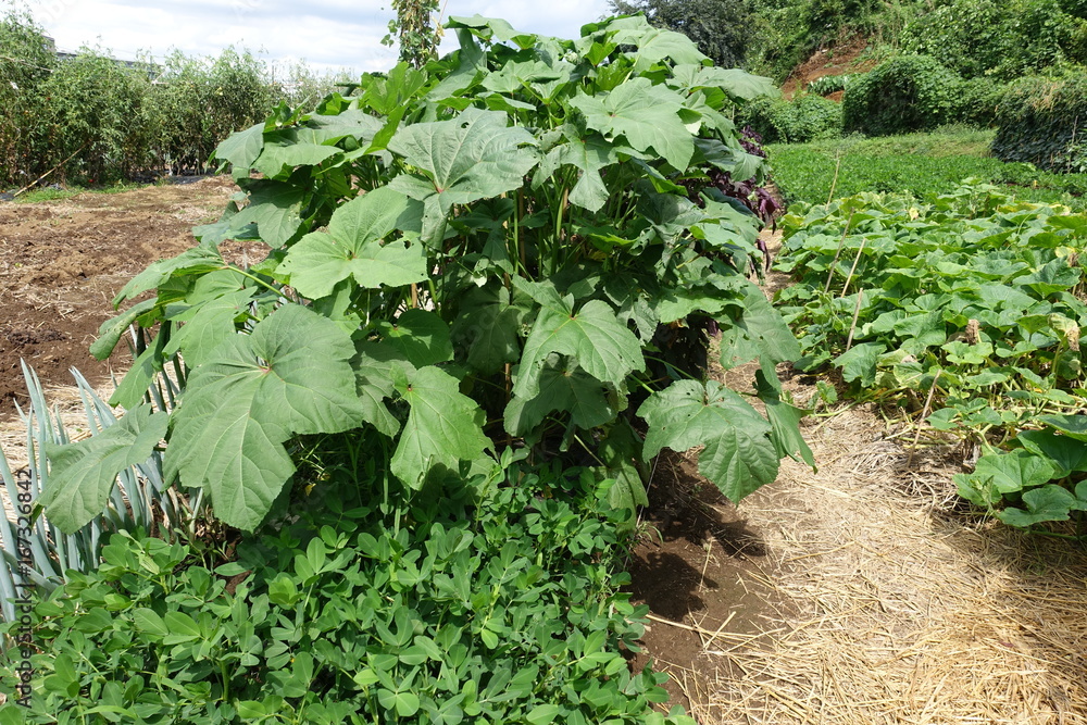 畑の野菜