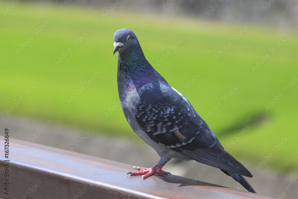 Obraz premium Pigeon in Kumamoto city, Kyushu Japan