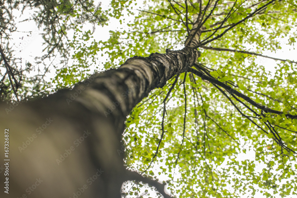 Fototapeta premium Baum mit Sicht auf krone