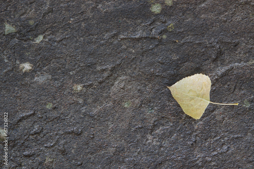 Leaf on rock