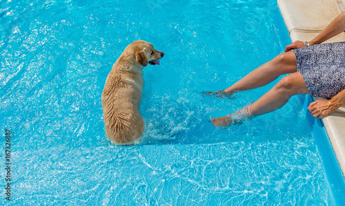 Cane Labrador in piscina gioca con ragazza