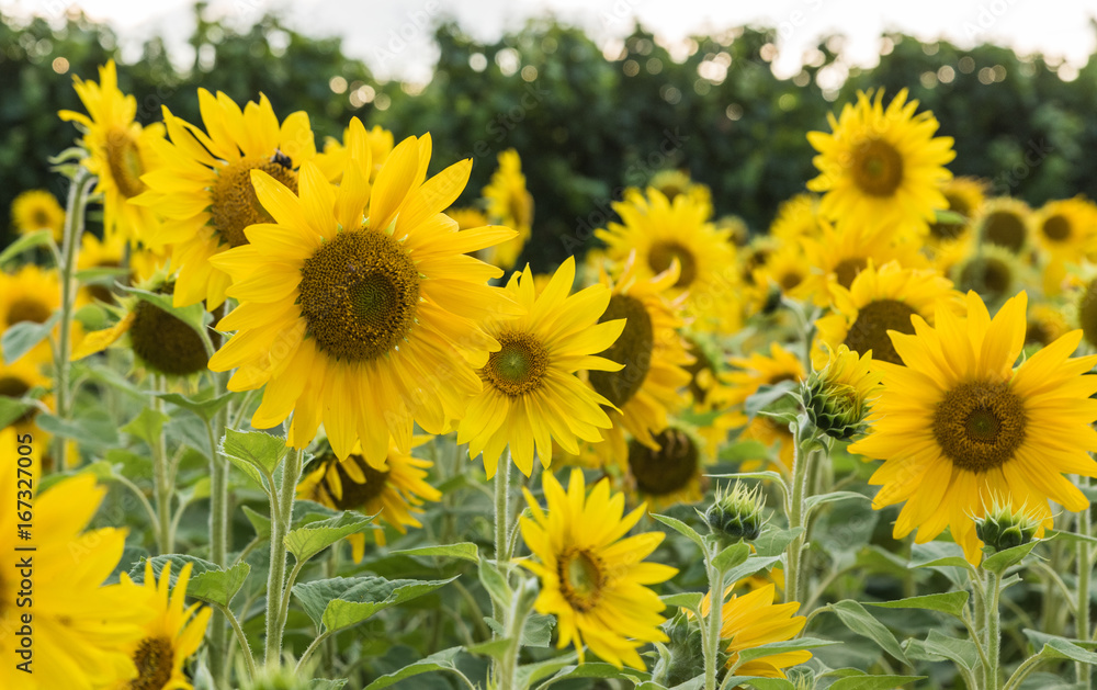 sonnenblumen