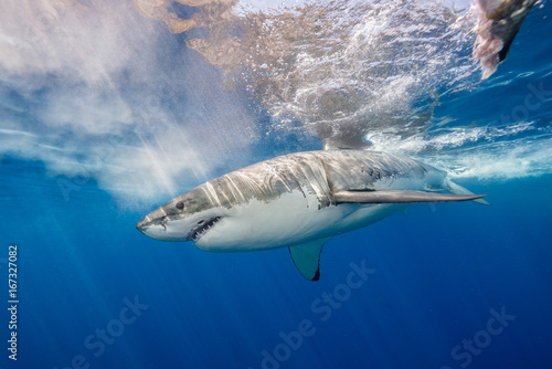 Great white shark underwater view, Guadalupe Island, Mexico. © wildestanimal