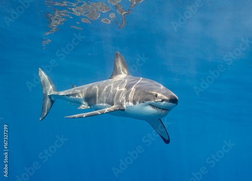 Great white shark underwater view  Guadalupe Island  Mexico.
