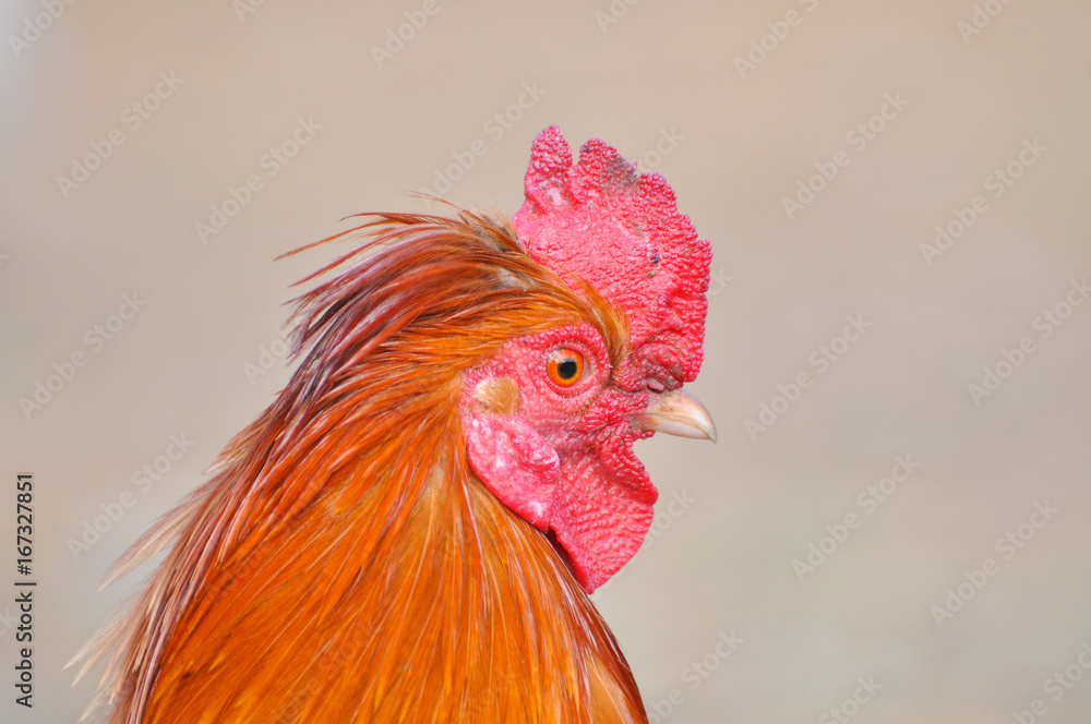 Beautiful rooster  with a red comb and a yellow beak. Isolated rooster portrait
