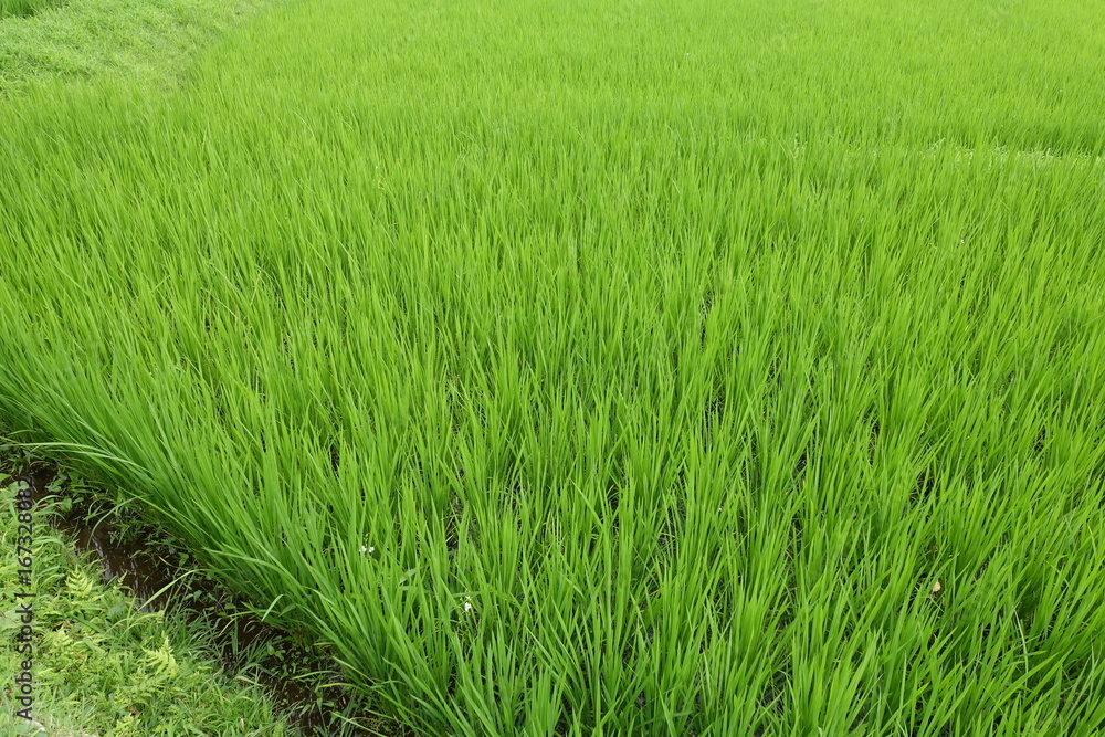 8月の稲田 8月の稲田