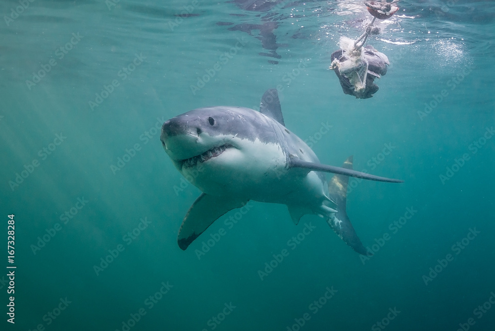 Fototapeta premium Underwater view of a great white shark, False Bay, Cape Town, South Africa.