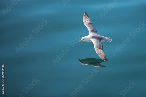 Goeland in flight over water © NJ