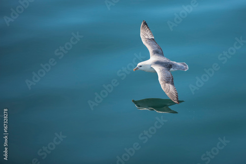 Goeland in flight over water