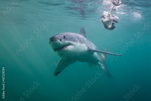 Underwater view of a great white shark, False Bay, Cape Town, South Africa. © wildestanimal