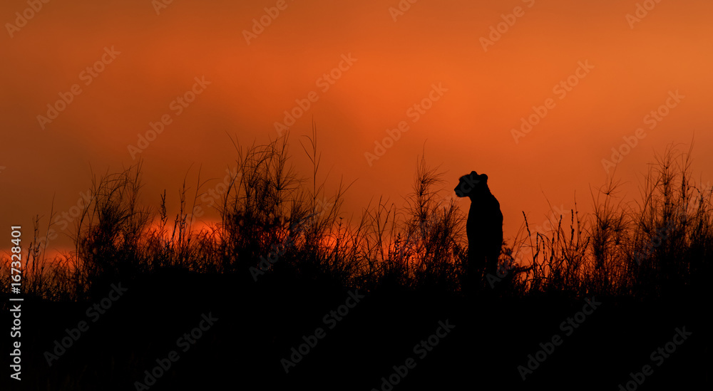 Silhouette of african Cheetah, Acinonyx jubatus, sitting on the ridge of grassy dune in the valley of Nossob river after sunset against dramatic red sky. Kgalagadi transfrontier park, South Africa.