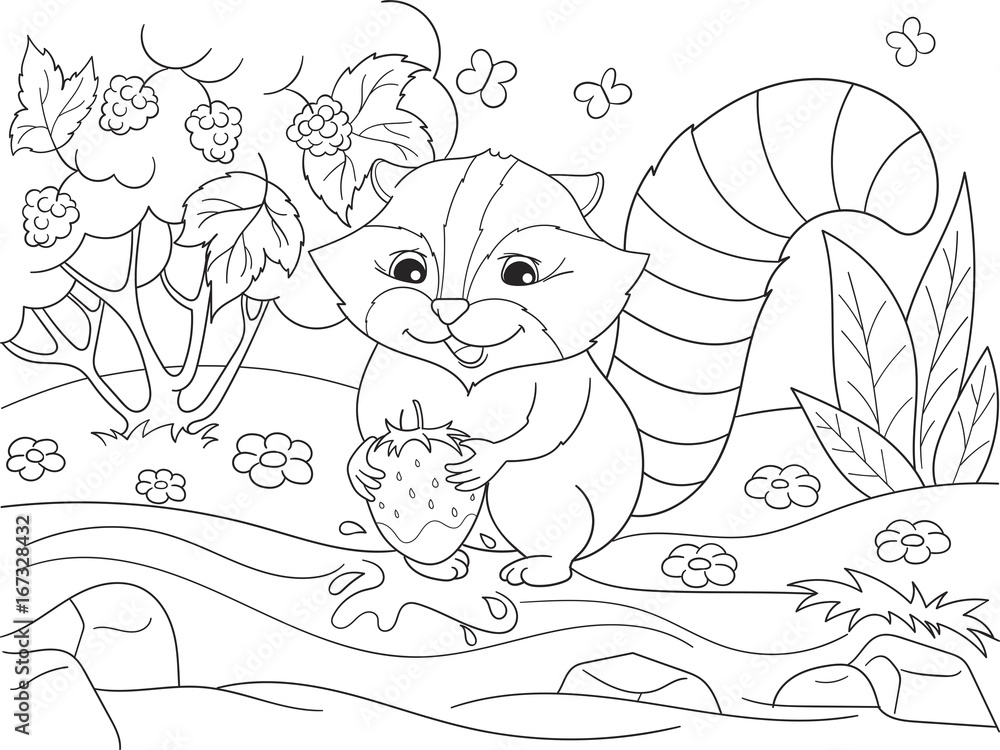Cartoon coloring book black and white Nature. American, northern raccoon and coon washes strawberries