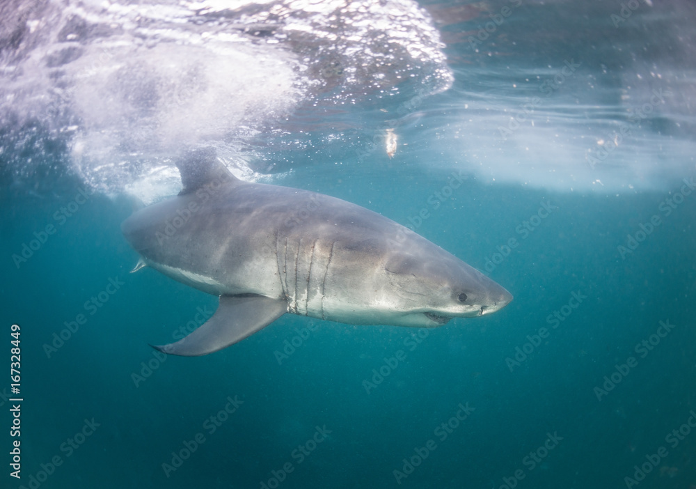 Fototapeta premium Underwater view of a great white shark, False Bay, Cape Town, South Africa.