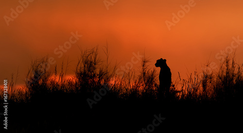 Silhouette of african Cheetah, Acinonyx jubatus, sitting on the ridge of grassy dune in the valley of Nossob river after sunset against dramatic red sky. Kgalagadi transfrontier park, South Africa.