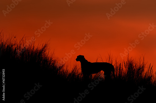 Silhouette of african Cheetah, Acinonyx jubatus, walking on the ridge of grassy dune in the valley of Nossob river after sunset against dramatic red sky. Kgalagadi transfrontier park, South Africa.