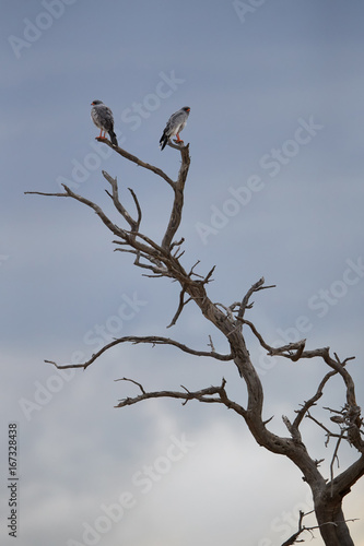 Pair of Pale chanting goshawk  Melierax canorus  bird of prey from Kalahari desert perched on isolated dead tree against dramatic sky.Colorful raptor with orange legs and beak  Kgalagadi South Africa.